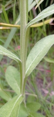 Pterocaulon