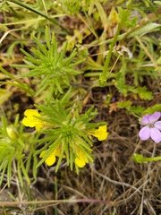 Ajuga chamaepitys chia