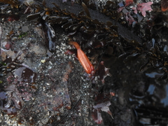 Styela montereyensis