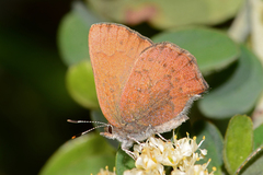 Callophrys augustinus iroides