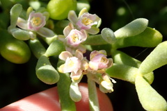 Tetraena fontanesii