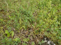 Poa bulbosa vivipara