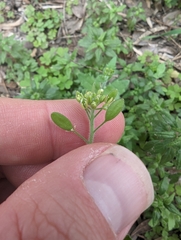 Tomostima platycarpa