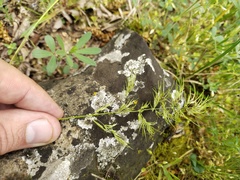 Poa bulbosa vivipara