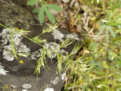 Poa bulbosa vivipara