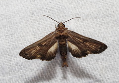 Anigraea cinctipalpis