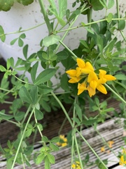 Lotus corniculatus
