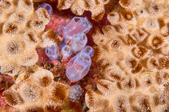 Clavelina moluccensis