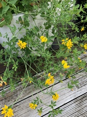 Lotus corniculatus