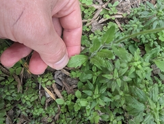 Tomostima platycarpa