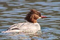 Mergus merganser merganser