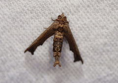 Anigraea cinctipalpis