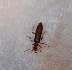 Thelyphassa lineata