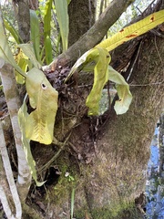 Asplenium serratum