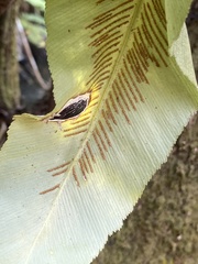 Asplenium serratum