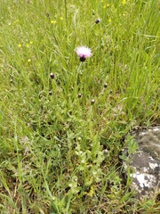 Carduus hamulosus