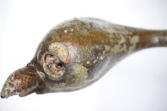 Zapatella quercusphellos