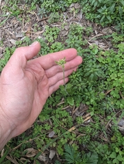 Tomostima platycarpa