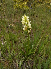 Dactylorhiza romana