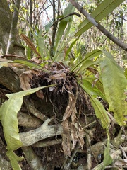 Asplenium serratum