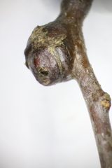 Zapatella quercusphellos