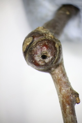 Zapatella quercusphellos