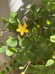 Oxalis corniculata