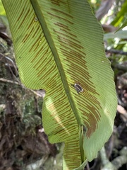 Asplenium serratum