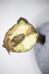 Zapatella quercusphellos