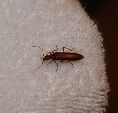 Thelyphassa lineata
