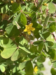 Oxalis corniculata
