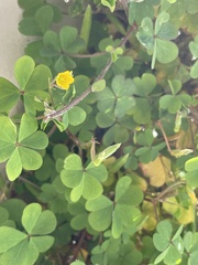 Oxalis corniculata