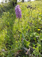 Orchis simia