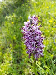 Orchis simia
