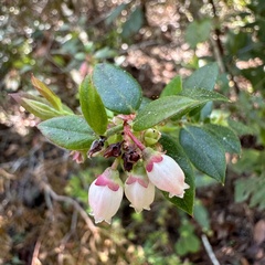 Vaccinioideae