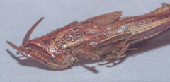 Acrididae