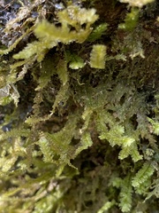 Neckeropsis undulata