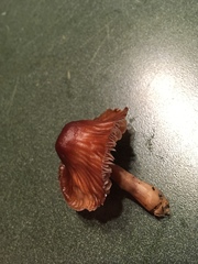 Agaricales