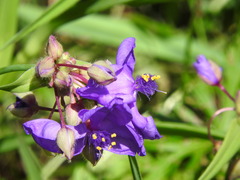 Tradescantia ohiensis