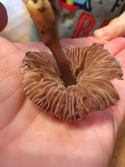 Agaricales