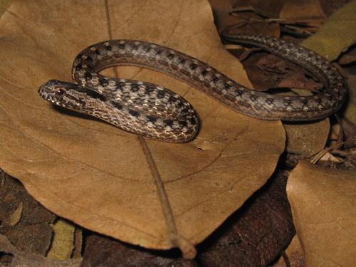 Petrolina Mock Viper