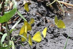 Eurema brigitta