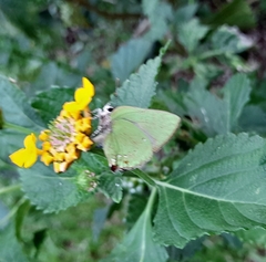 Cyanophrys herodotus