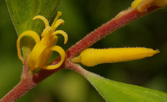 Persoonia stradbrokensis