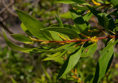 Persoonia stradbrokensis