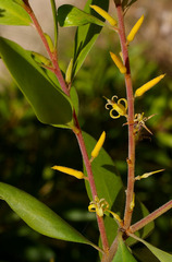 Persoonia stradbrokensis