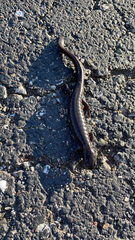 Ambystoma 'unisexual complex'