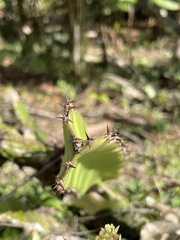 Selenicereus undatus