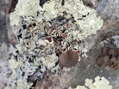 Umbilicaria muhlenbergii