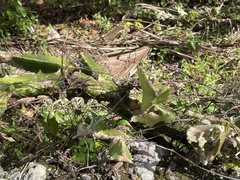 Selenicereus undatus